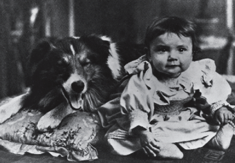 rover - 1905 canine movie star ark animal centre