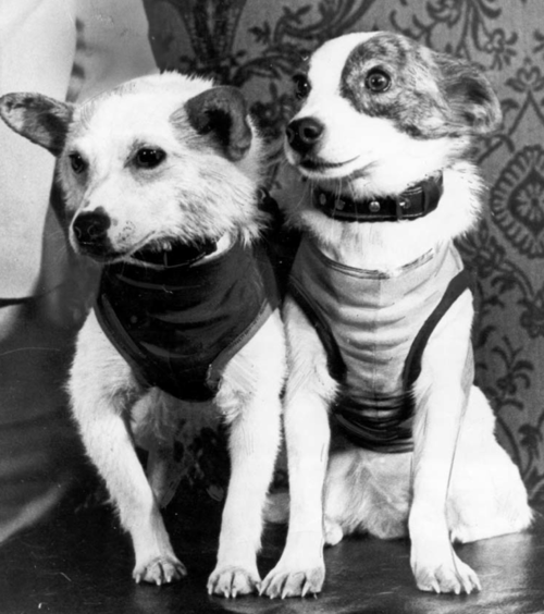 belka and streaker successful dogs in space returned to earth safely history famous dogs ark animal centre