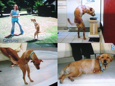 faith bipedal two legged dog true story ark animal centre history;s famous dog
