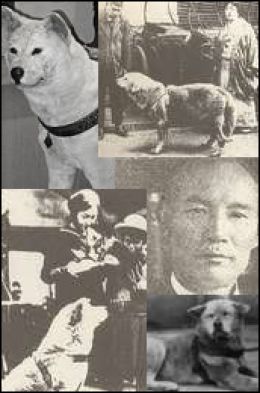 hachiko tokyo amazing history famous dog ark animal centre