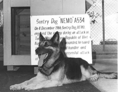 nemo war dog history famous dog ark animal centre
