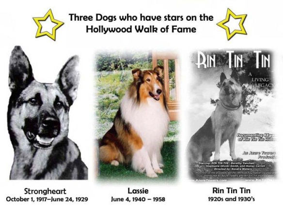 three dogs hollywood walk of fame Strongheart, Lassie and Rin Tin Tin history famous dog ark animal centre