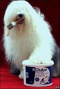dulux paint sheep dog history famous dog ark animal centre