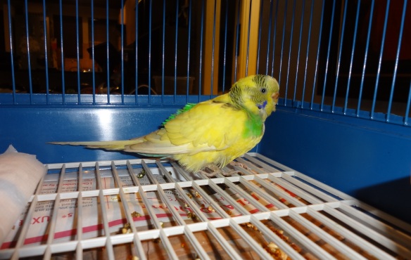 chirp the rescued budgie ark animal centre puppy