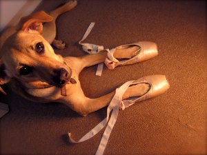 gina the ballerina dog dog with ballet shoes