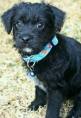hazel hynek adopted baby from Ark johannesburg puppy shelter - eddy
