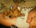 hazel hynek adopted baby from Ark johannesburg puppy shelter - tyson2
