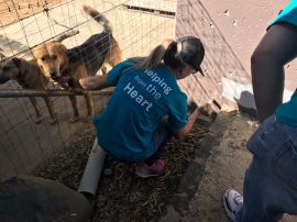 FNB outreach to Ark Animal Puppy Shelter 006